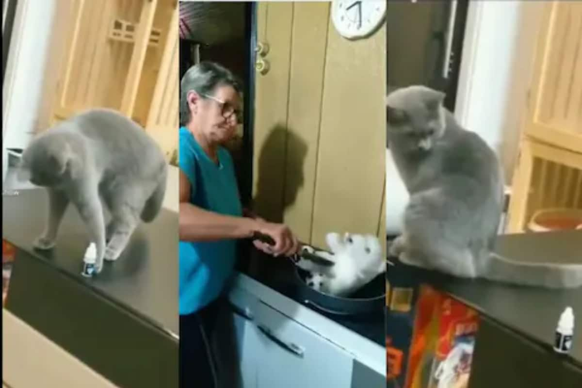 Cat pushing shop glass off table