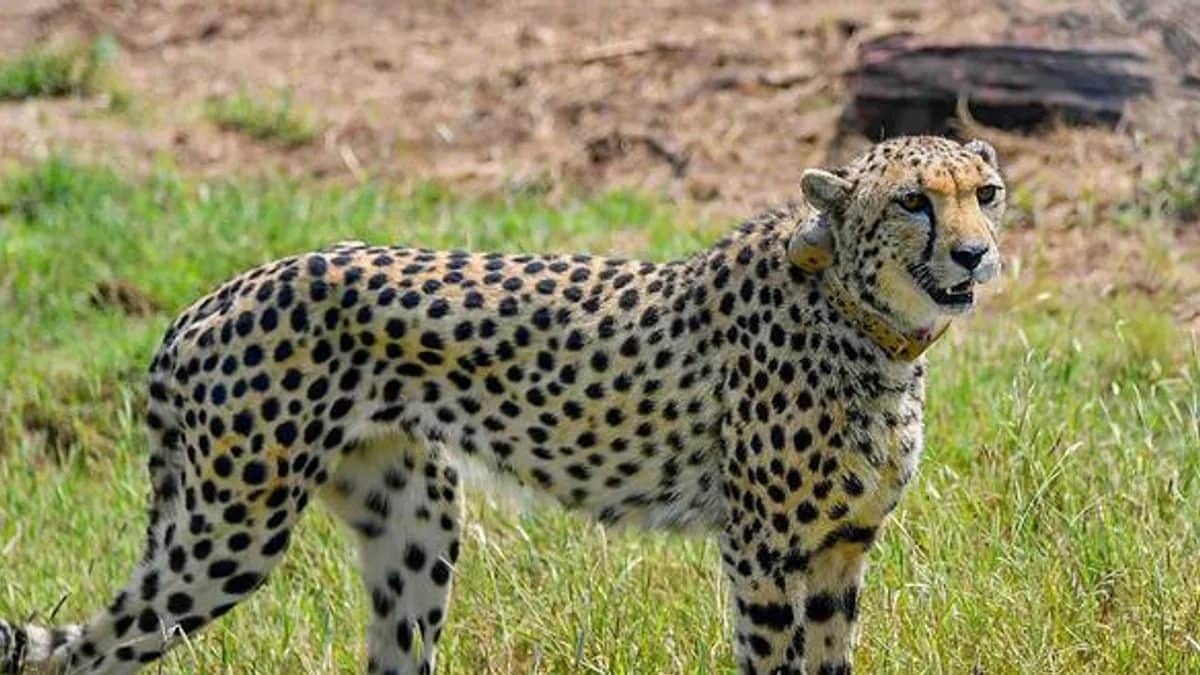 Kuno on Alert after Cheetah Falls Prey to ‘Mystery’ Death, Initial Report Suggests Cardiopulmonary Failure