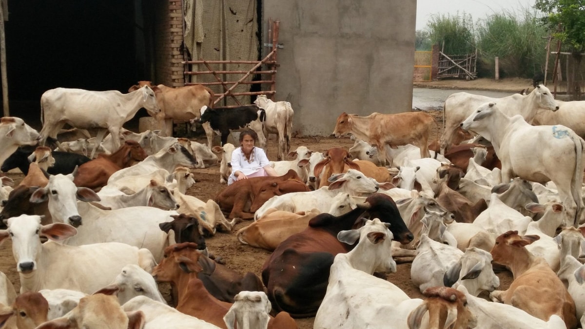 'Desi Breed' Cow Turns Guest of Honour, Inaugurates Lucknow's First