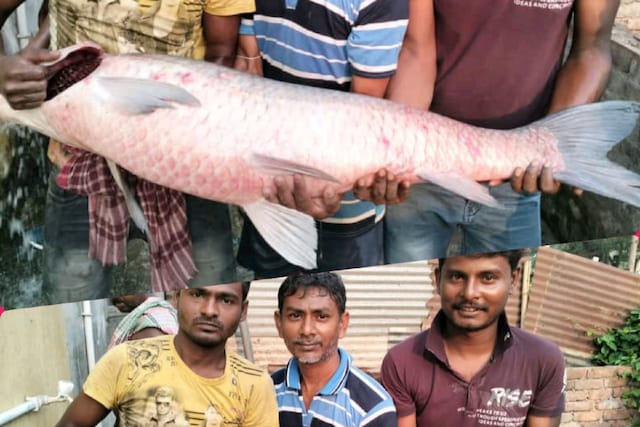 This enormous black carp fish was caught in Mrityunjay Mondal's fishing net in Shivganj. (Credits: News18)