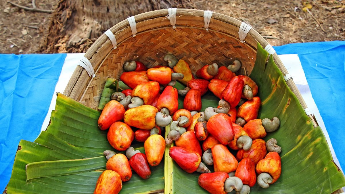 'Goan Cashew Should Be Protected': Local Party Demands GI Tag for Nut After Decline in Production - Vimarsana News