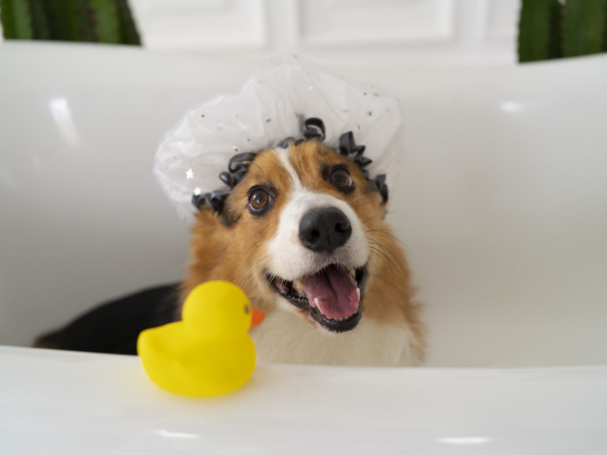 What Frequency Do Dogs Hate