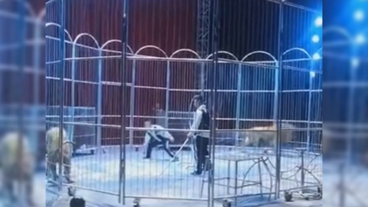 'Everything Went Wrong': Panic After Lions Escape Circus Enclosure In China - Vimarsana News
