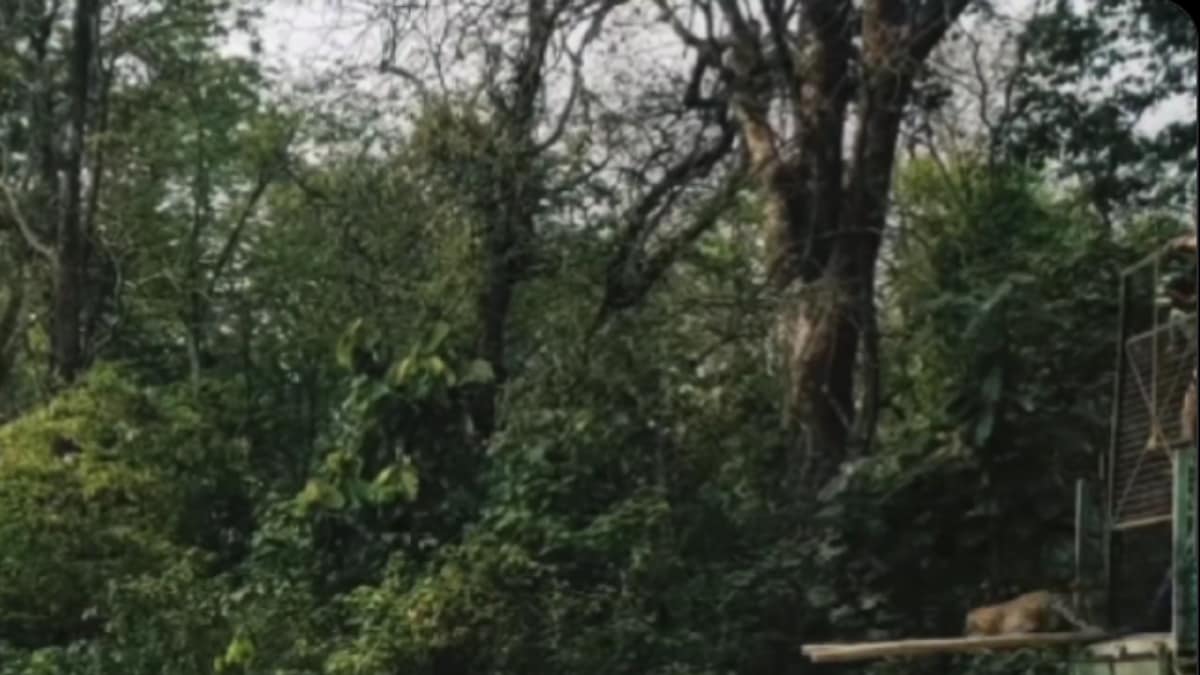 'How Freedom Looks Like': Caged Leopard Released Into The Wild - Vimarsana News