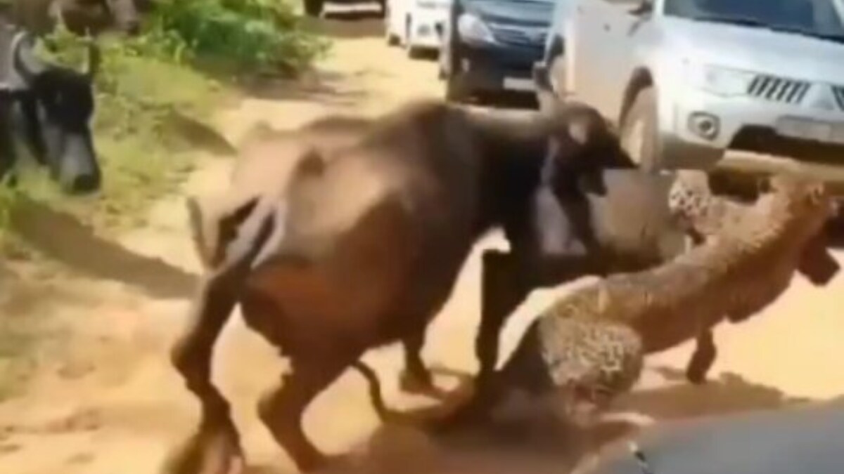Watch: Buffalo Chases Leopard Who Runs Away With Its Calf In Blink-And-Miss Moment - Vimarsana News