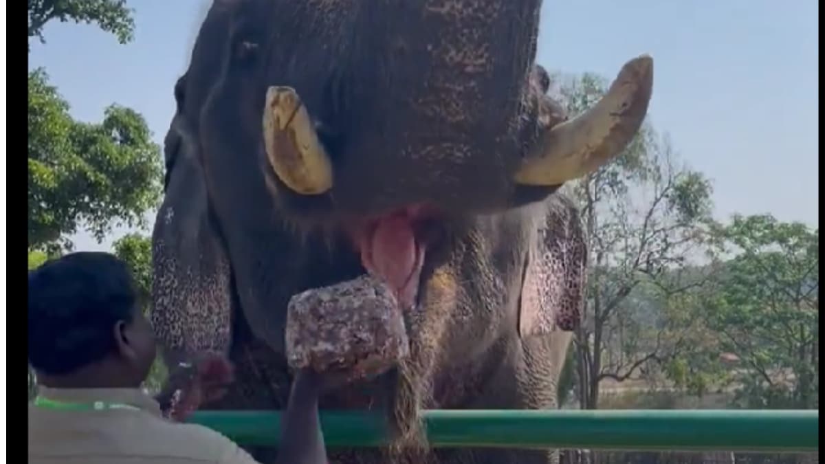 What Do Elephants Eat In Breakfast? This Viral Video Has The Answer