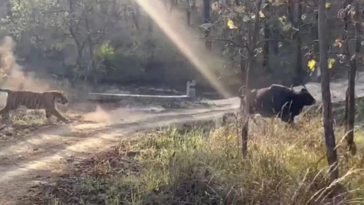 Gaur Attack This Face-Off Between Tiger And Indian Gaur Is Not For Faint-Hearted ...