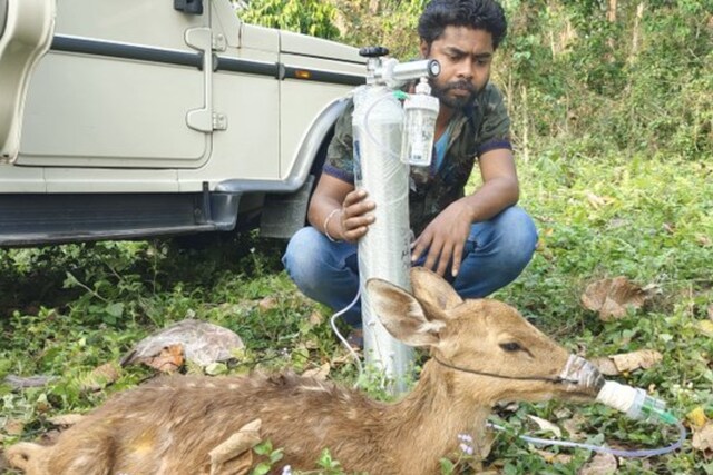 Vet Provides Medical Help To Deer In The Wild, Heartwarming Pic
