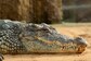 Heroic Wife Battles Deadly Crocodile With A Stick To Save Husband's Life