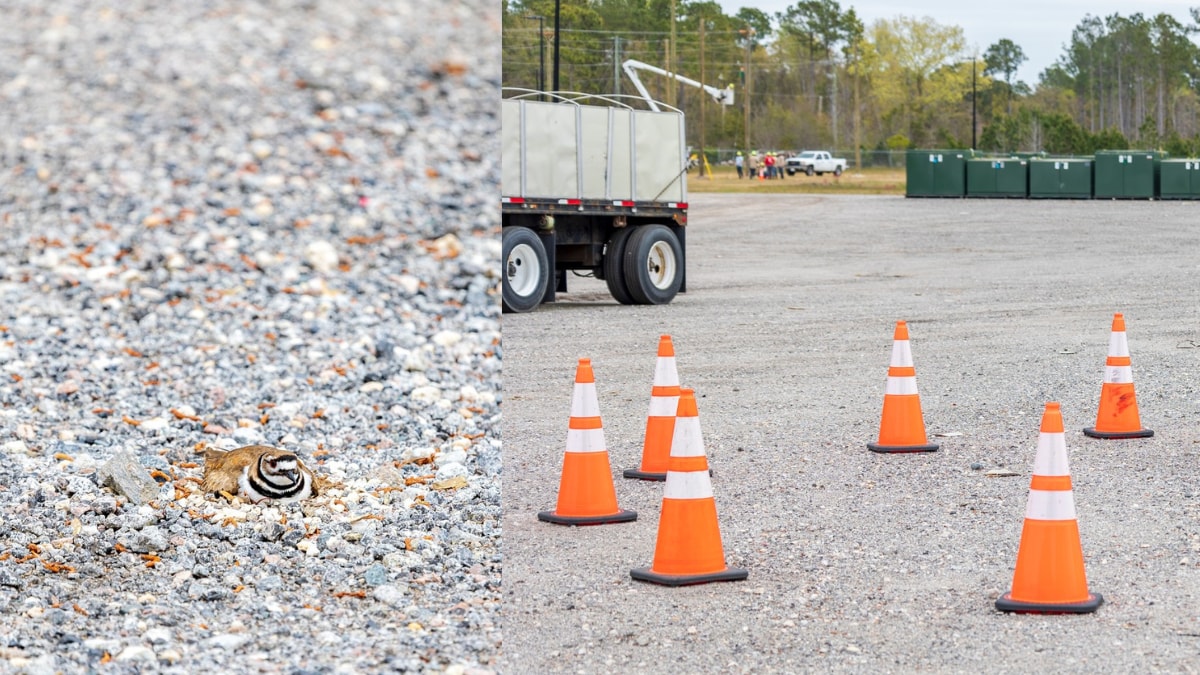 US Firm's Epic Idea To Cover Protected Bird's Nest Built In The Middle Of Parking Lot - Vimarsana News