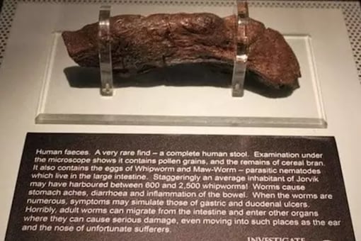 This is the first molecular insight into the miners' diets. (Credit: Jorvik Viking Centre)