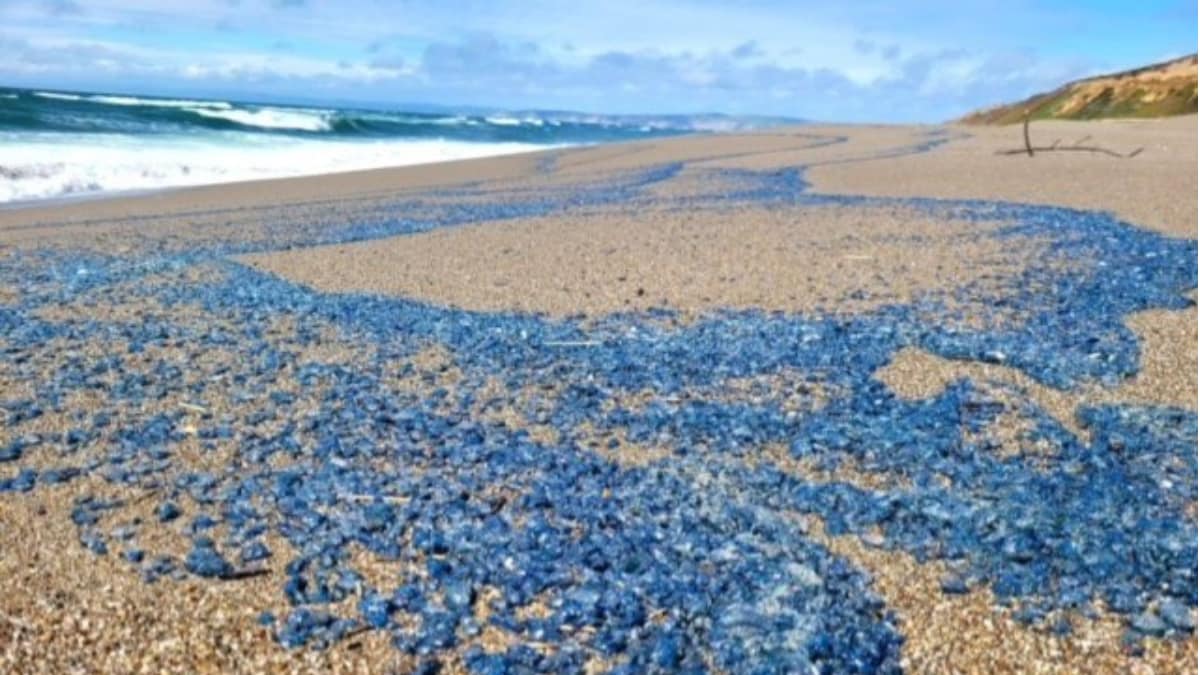 Southern California Beaches Swamped With Jellyfish-Like Creatures