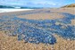 Southern California Beaches Swamped With Jellyfish-Like Creatures
