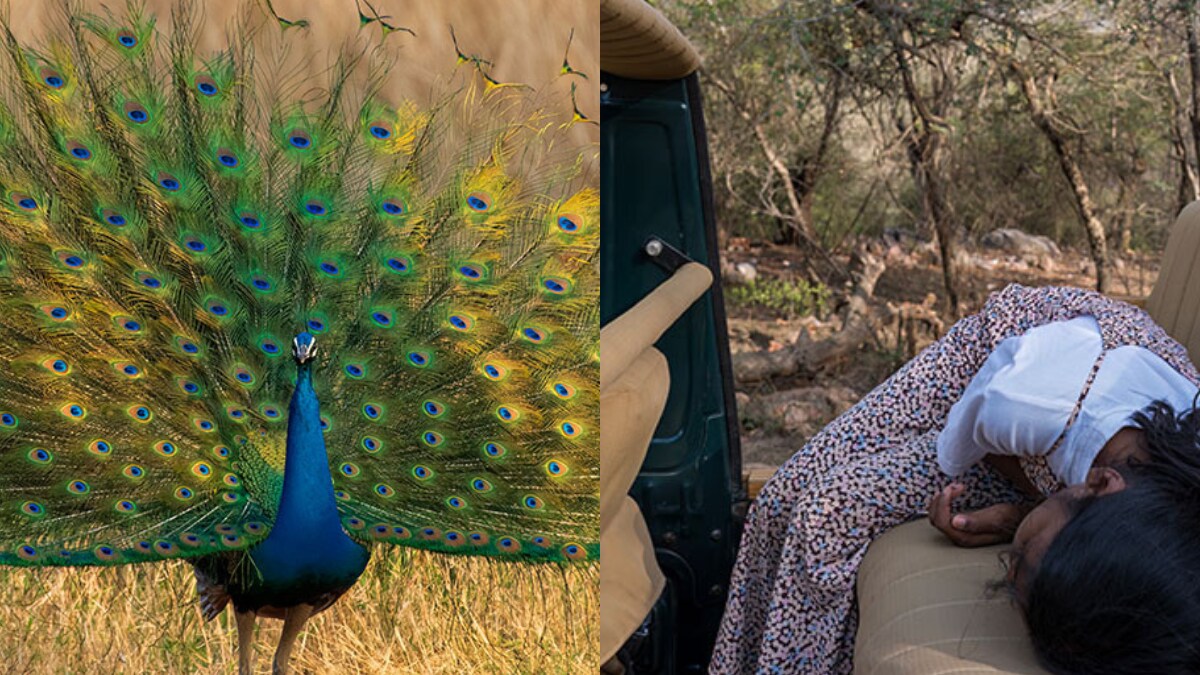 Majestic Tiger, Peafowl: Dad-Daughter Duo Captures Incredible Sights on Ranthambhore Safari - Vimarsana News