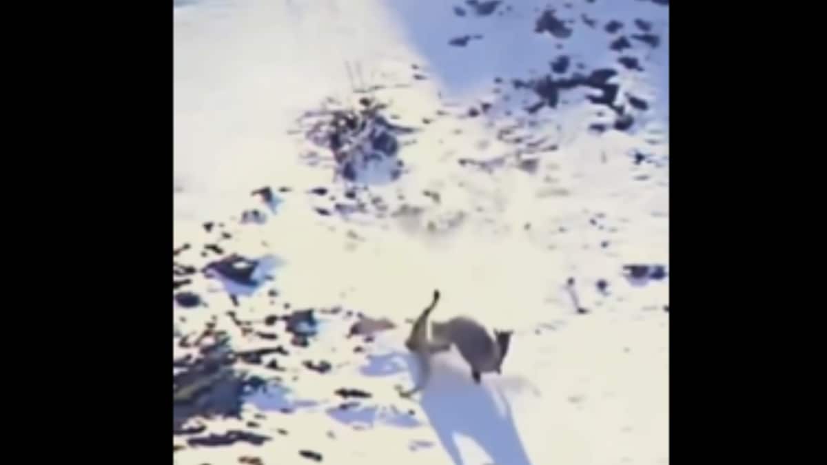 Heart-Stopping Moment Caught On Camera: Snow Leopard Hunting In The Wild - Vimarsana News