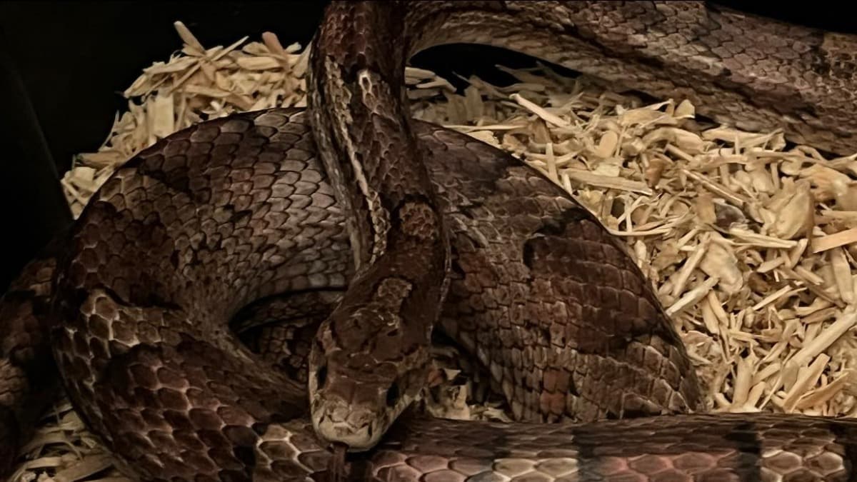 This Car Buyer Almost Got A Snake Free With His Purchase