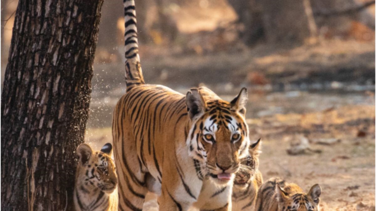 'Critical' Biodiversity Hotspot Western Ghats Show Dwindling Tiger Population in Latest Survey