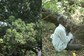 Gujarat's Legendary 'Walking Mango Tree' at Sanjan Village Where Parsis First Sought Asylum