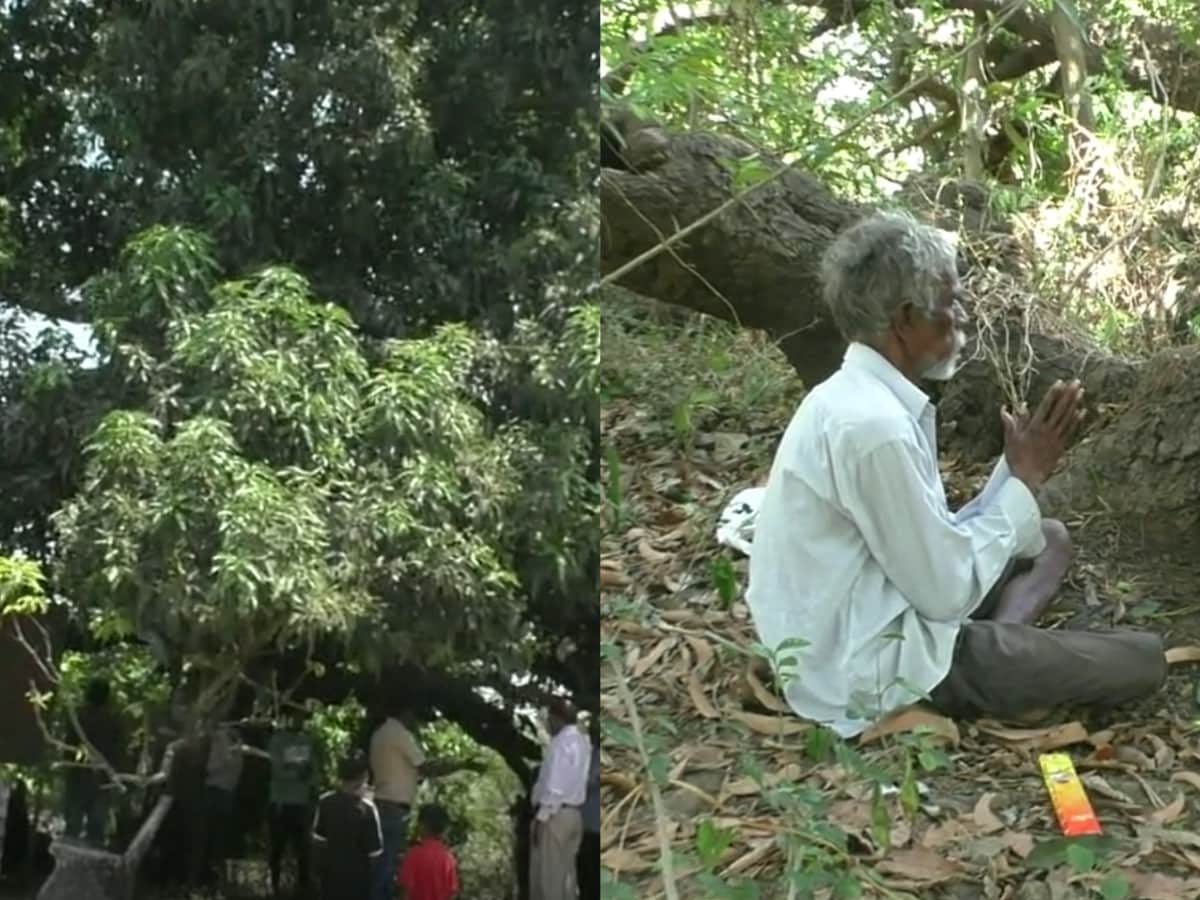 Gujarat's Legendary 'Walking Mango Tree' at Sanjan Village Where ...