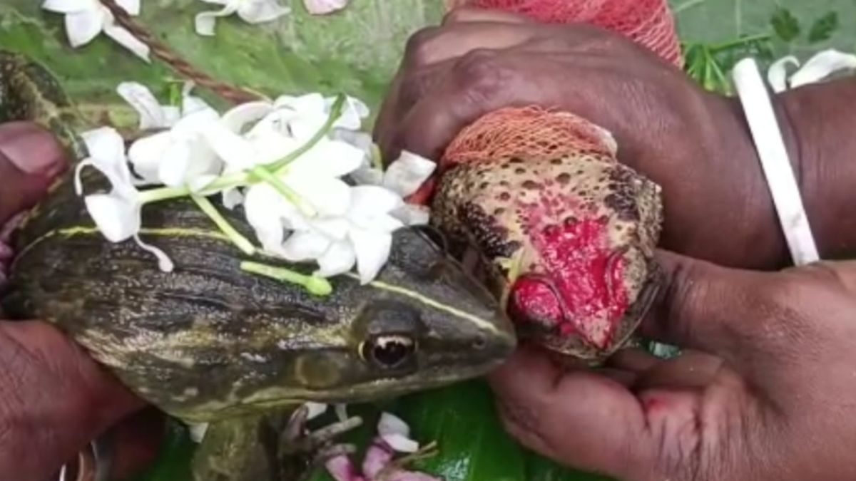 Bengal Residents Get Frogs Married to Please Rain God Amid Intense Heat - Vimarsana News
