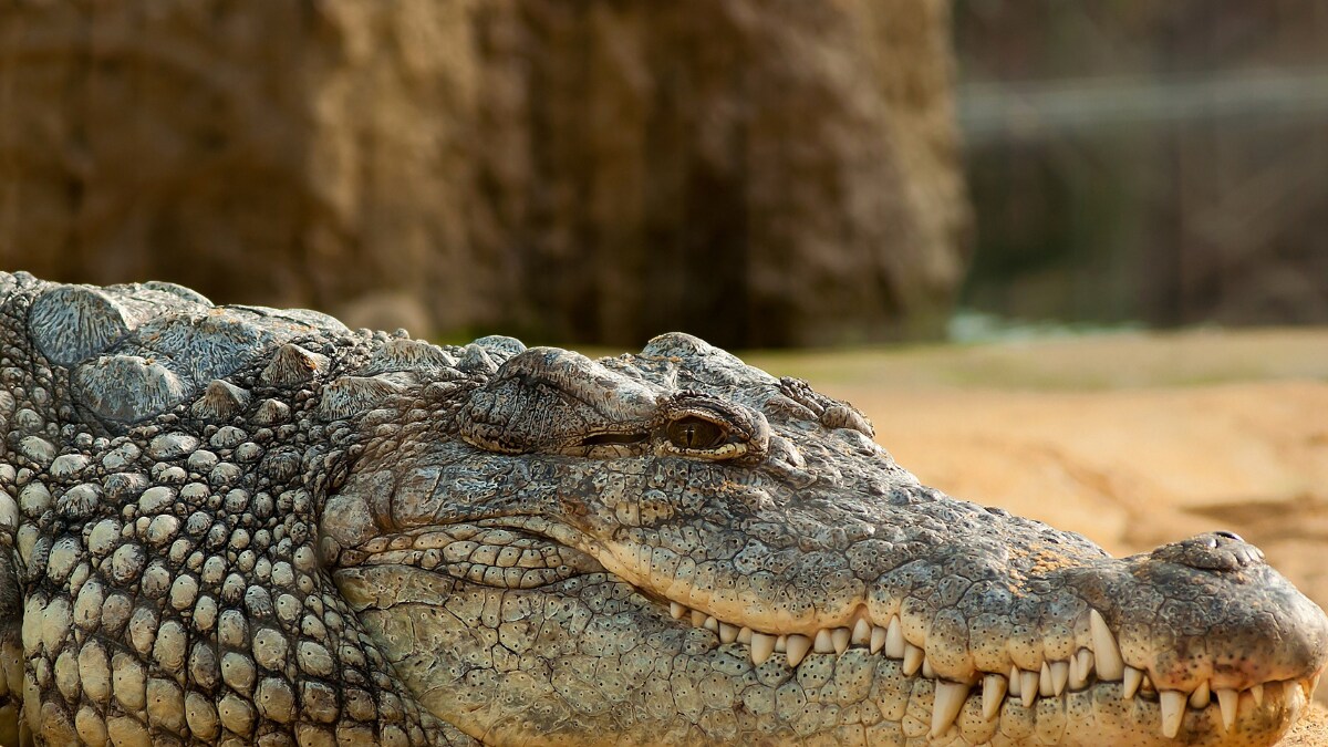 Crocodile Kills 10-Year-Old Boy in Odisha’s Kendrapara, Half-Eaten Body Found Crocodile Kills 10-Year-Old Boy in Odisha’s Kendrapara, Half-Eaten Body Found