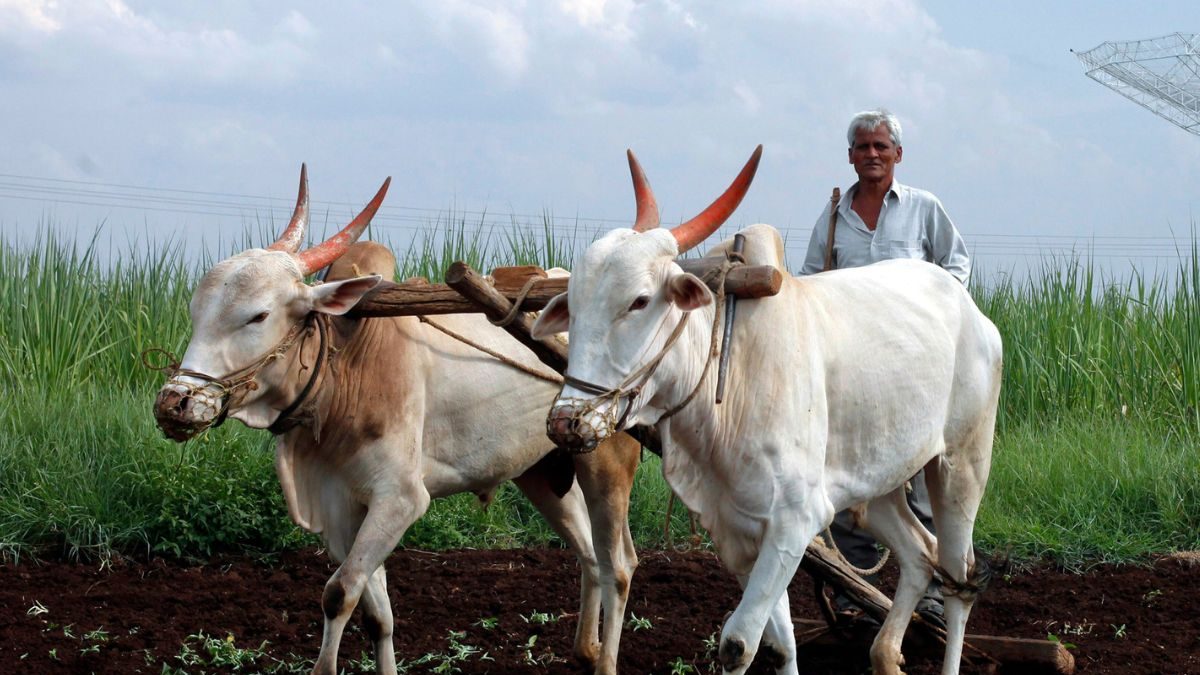 Maharashtra Cabinet's Helping Hand to Farmers, 10 mm Rain for 5 Days to be Considered 'Natural Calamity' - Vimarsana News