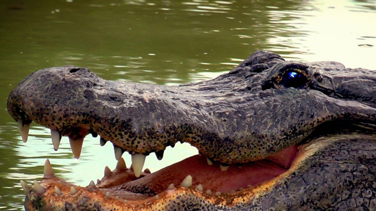 Not A Lizard But A 7-Foot-Long Crocodile Found In Agra Building's Toilet - Vimarsana News