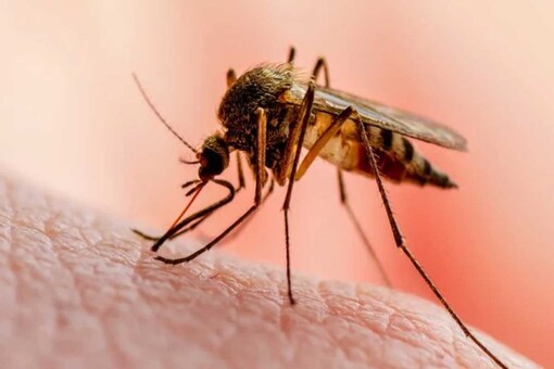According to PTI, a total of 163 Dengue cases have been registered till mid-July.