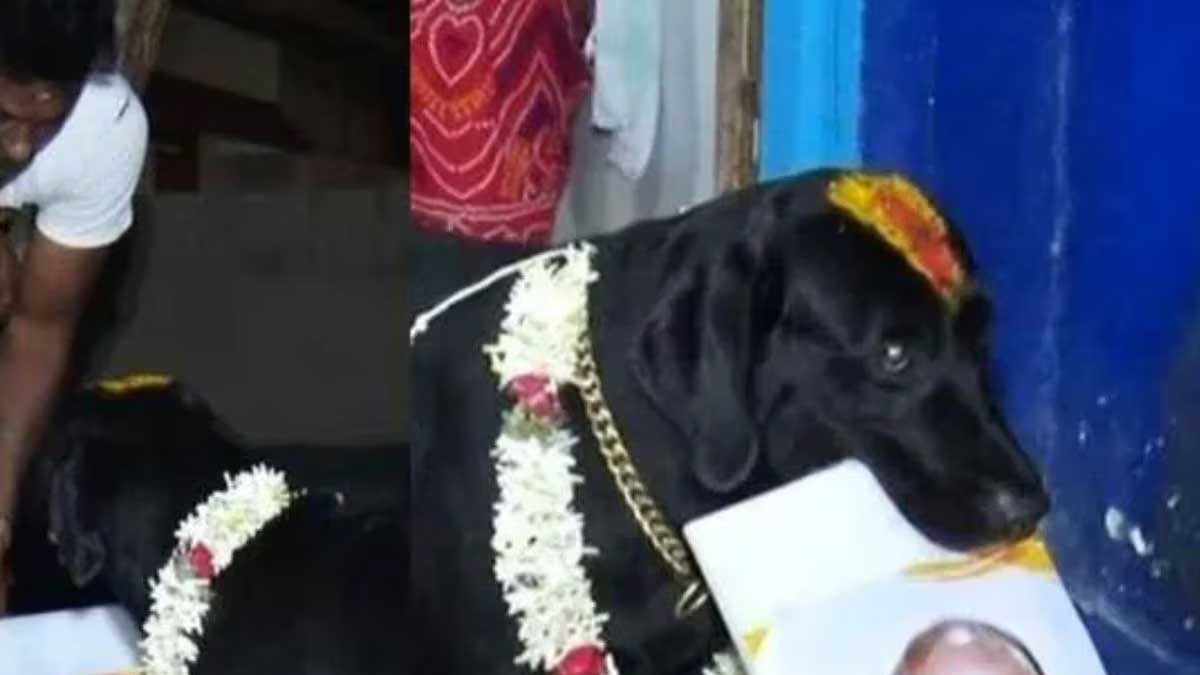 Karnataka Election Dog Named Bhairava Predicts Next State CM And It's