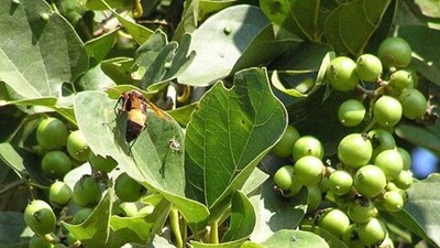 All You Need To Know About Lasoda, An Ancient Wild Fruit With Health ...