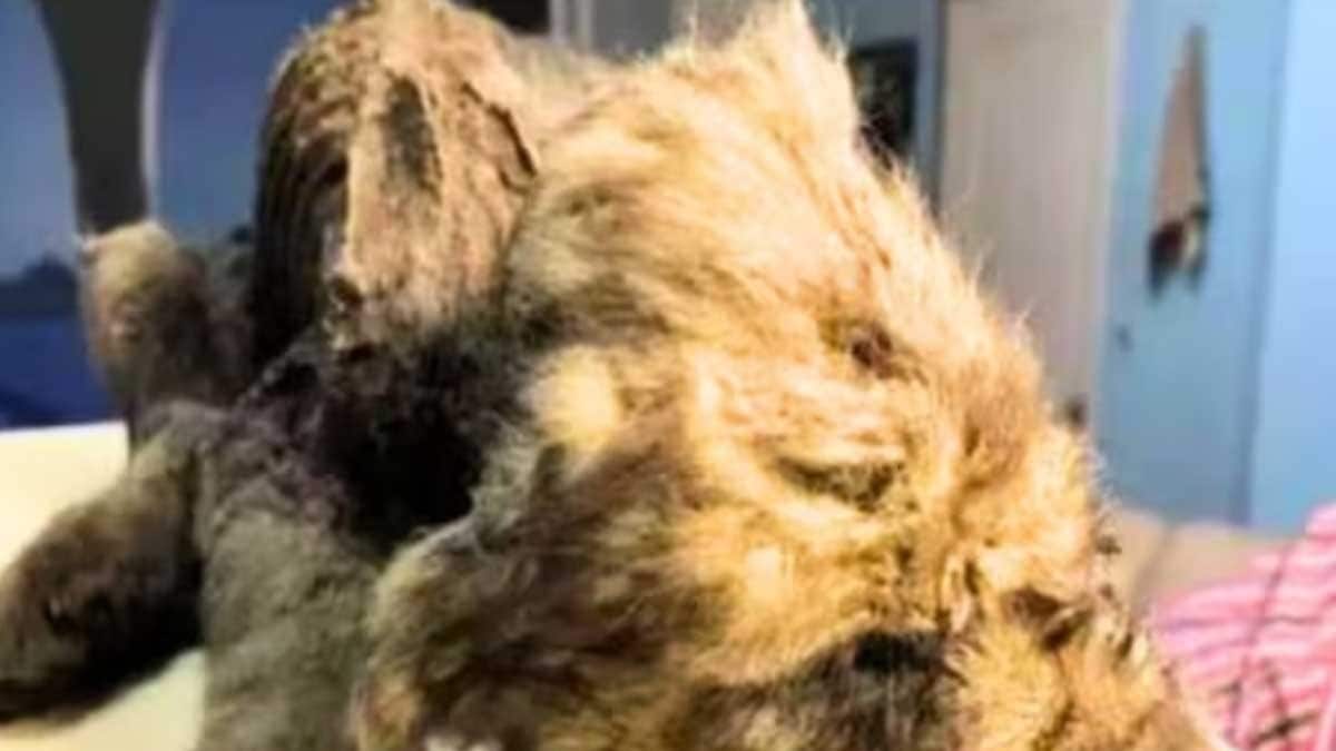 Animal Buried In Snow For 18,000 Years, Presumed To Be Dog, Turns Out