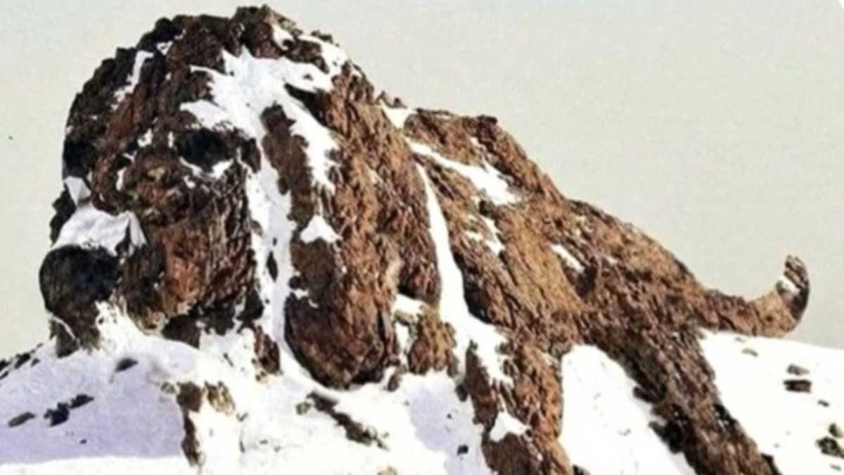 Is That Dog Or Dinosaur? This Brain Teaser Is Hard To Solve News18