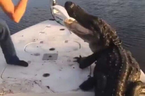 The man tried to punch the alligator in the face.
