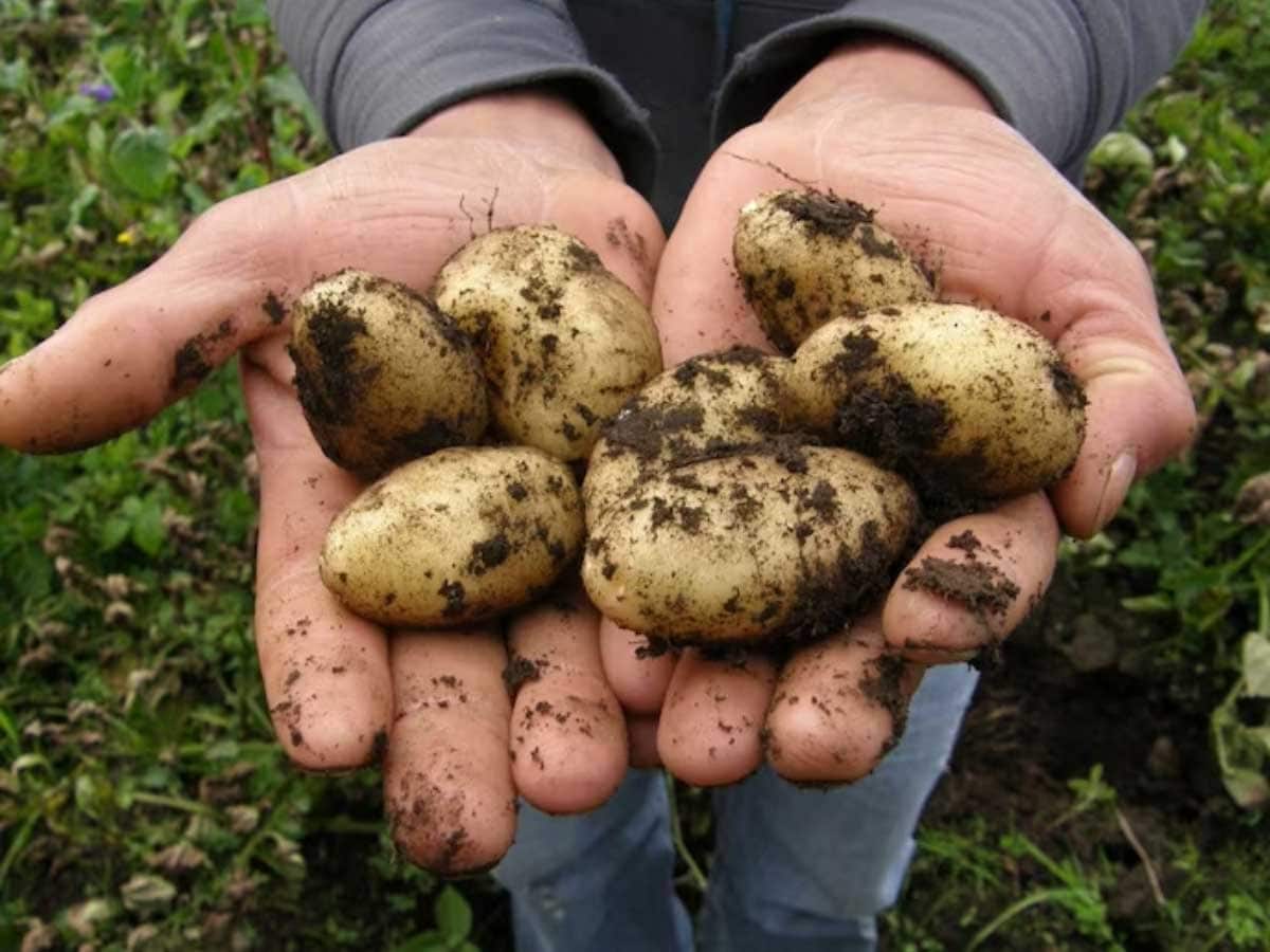 The most rare and expensive potato in the world? - Potato Review