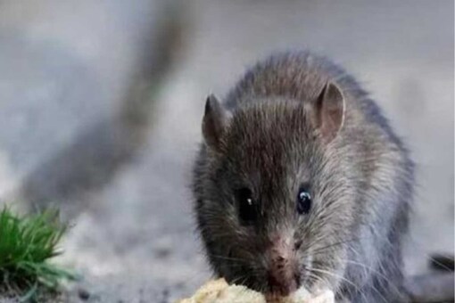 The chargesheet mentioned that the rat’s lungs were damaged and swollen.