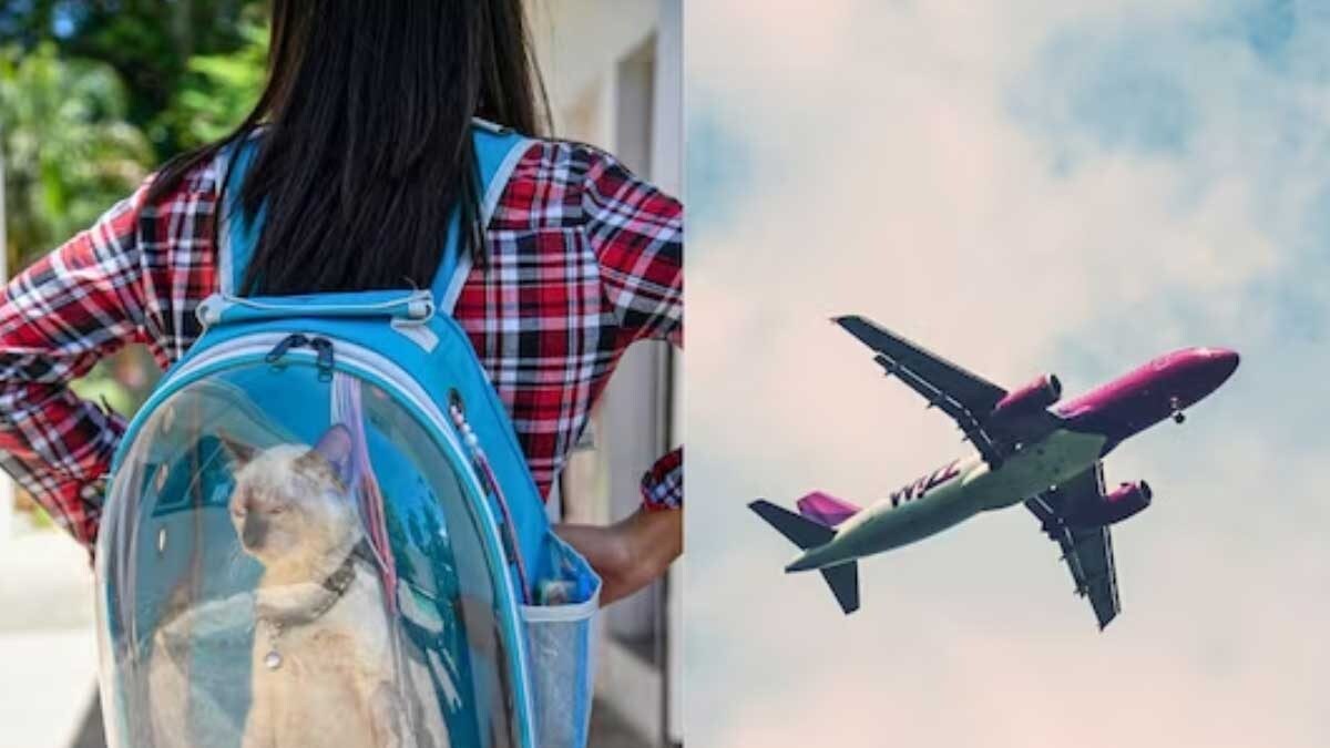 Flight Attendant Shares Useful Tips For Pet Parents Who Travel With Their Fur Babies - Vimarsana News