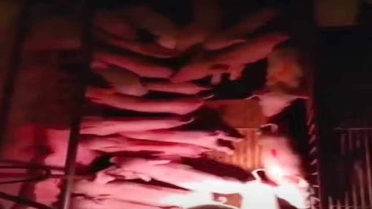Pig Gives Birth To 41 Piglets In Delivery Lasting 5 Hours In Brazil, Internet Is Stunned