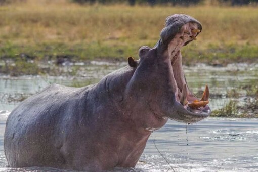 Paul was leading a canoe safari down the Zambezi River.