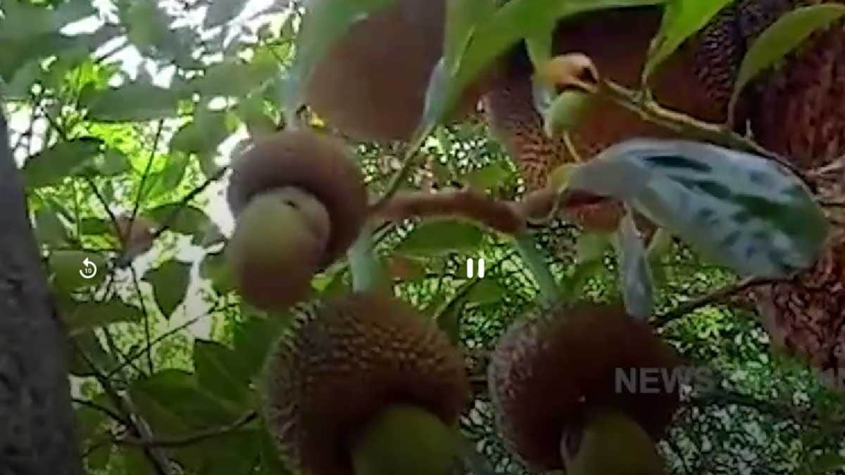 Cashew-shaped Jackfruit In Uttara Kannada Becomes A Major Tourist Attraction