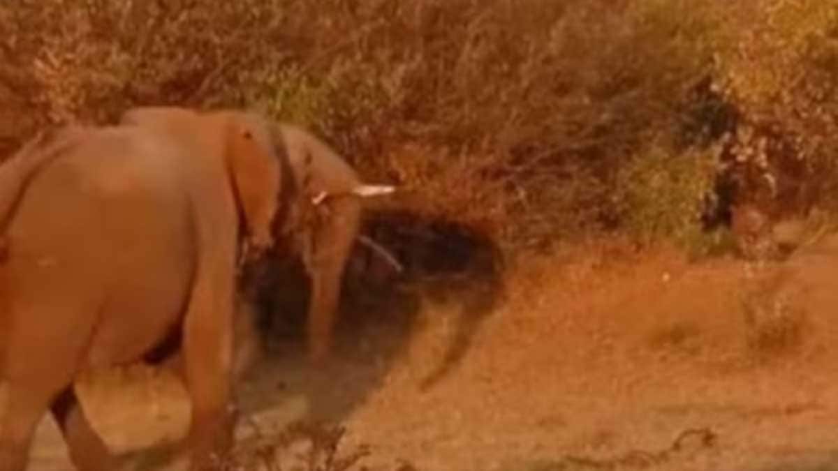 Watch: Elephant Chases Away A Leopard To Protect Its Herd