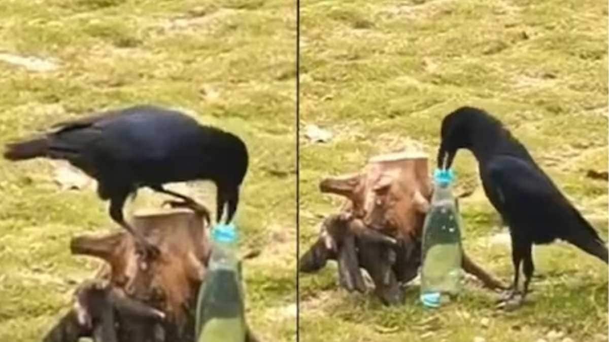 Remember The Thirsty Crow Story? Watch It Play Out Here