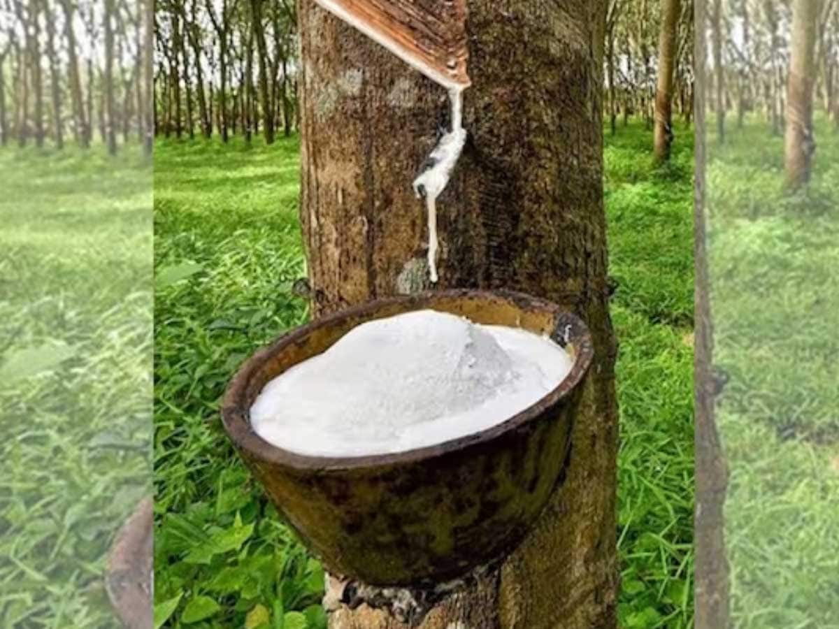 Things To Keep In Mind For A Booming Business In Rubber Cultivation - News18