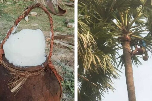 Palm Toddy: All You Need To Know About The Beverage - News18