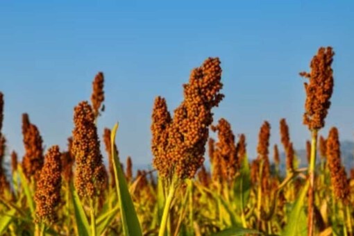 A Flavourful Revolution: Why millet, the modern superfood, is becoming  
more palatable to Indian taste 
