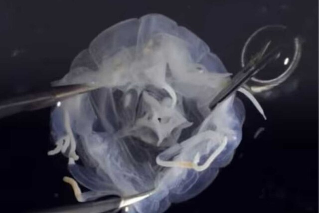 Tripealida Researchers Discover A New Species Of Box Jellyfish Named Tripedalia ...