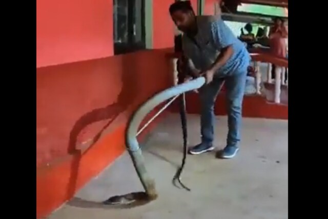 15-feet-long-king-cobra-found-under-a-car-video-will-leave-you