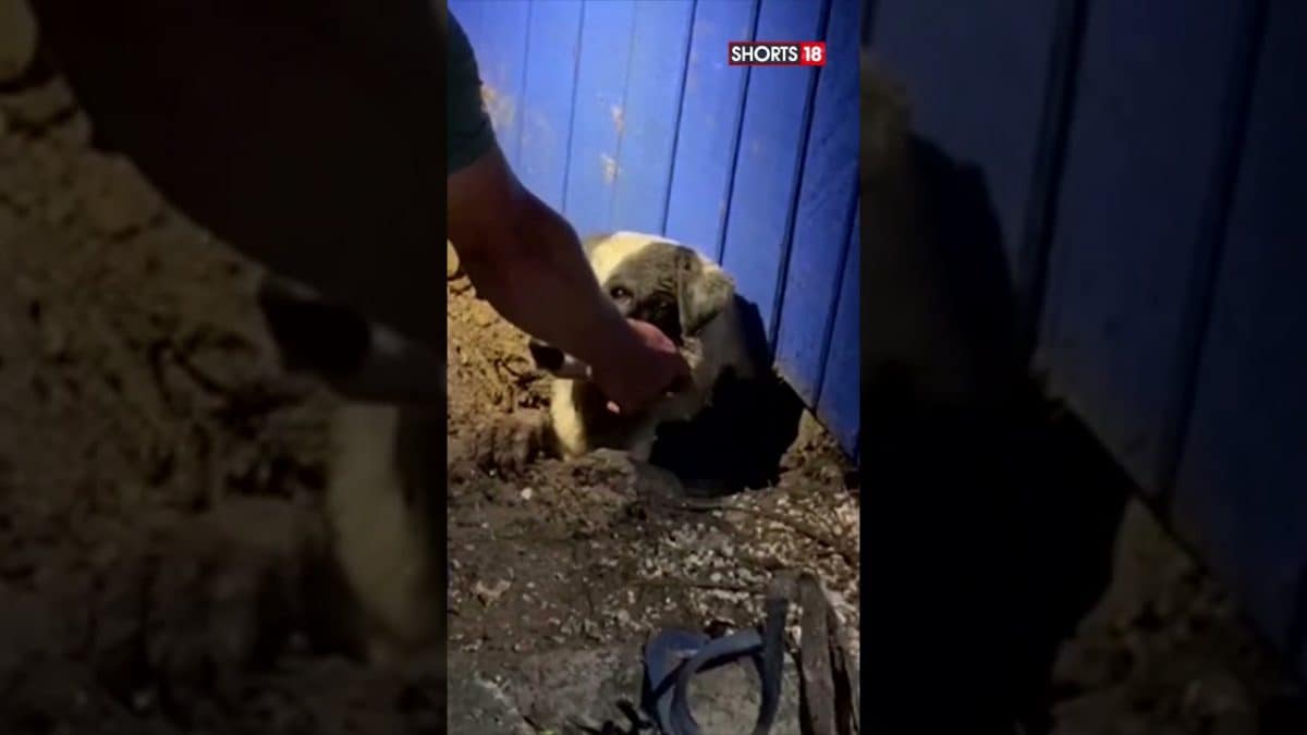 Shorts | Channel Crew Helps Rescue Trapped Dog In Tornado-Ravaged Texas ...