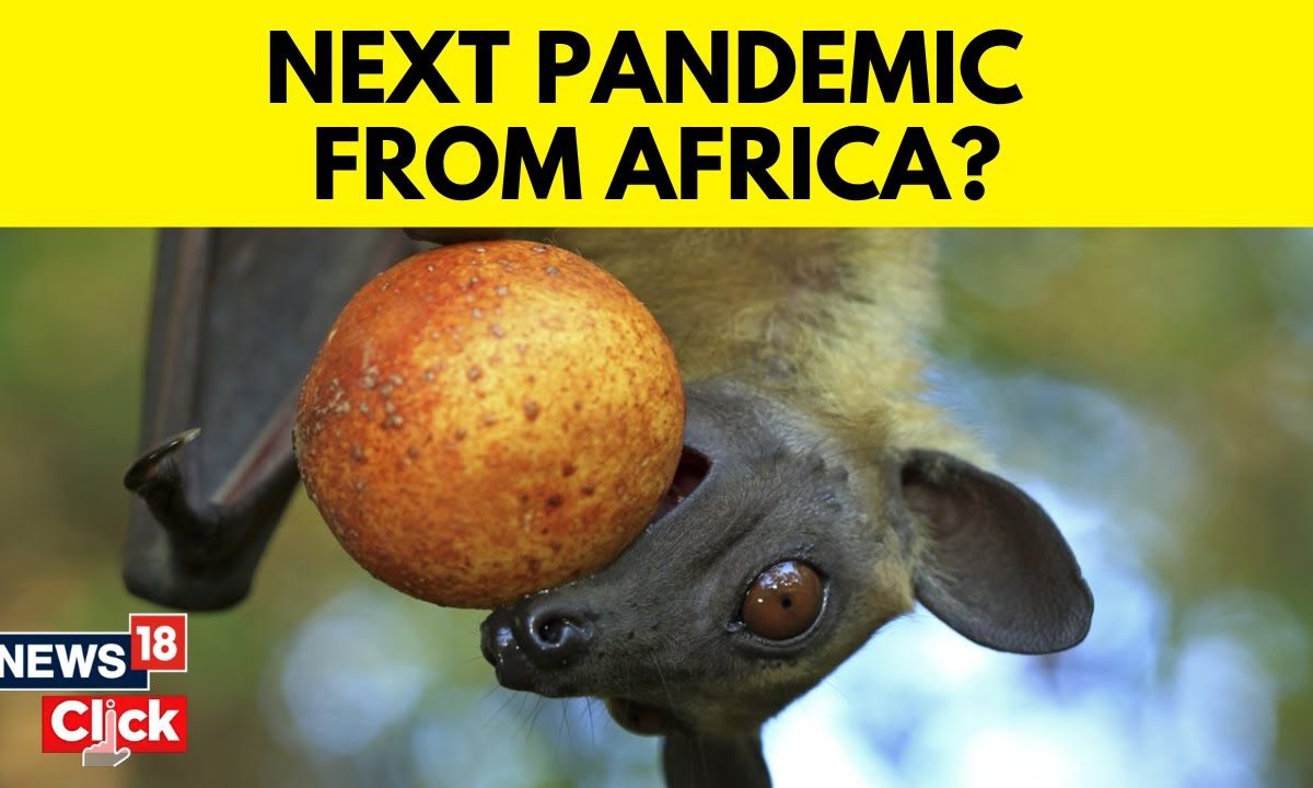 Omafra Bat Risk Risk Of A New Pandemic: Fruit Bats Are Reforesting African Woodlands ...