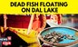 Srinagar News | Reasons Behind Thousands Of Dead Fish Found In Kashmir's Dal Lake | News18
