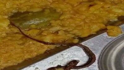 Bihar: Snake Found in 'Khichdi' Served to Araria School Students as Mid-Day  Meal; Many Fall Sick | India News - News18